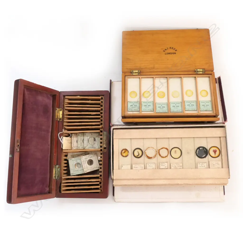 3 BOXES OF VINTAGE MICROSCOPIC SLIDES: GEOLOGY, ANIMAL & MARINE Image 1++